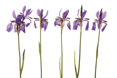 Beş mor iris