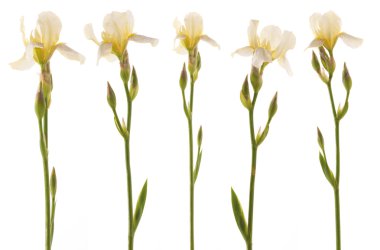 Beş beyaz iris