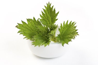 kase taze ısırgan otu