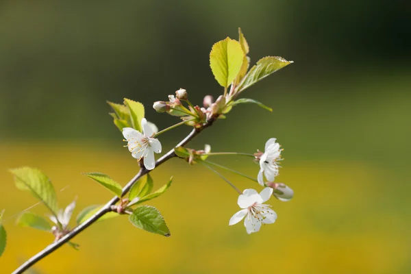 开花樱桃树树枝 — 图库照片