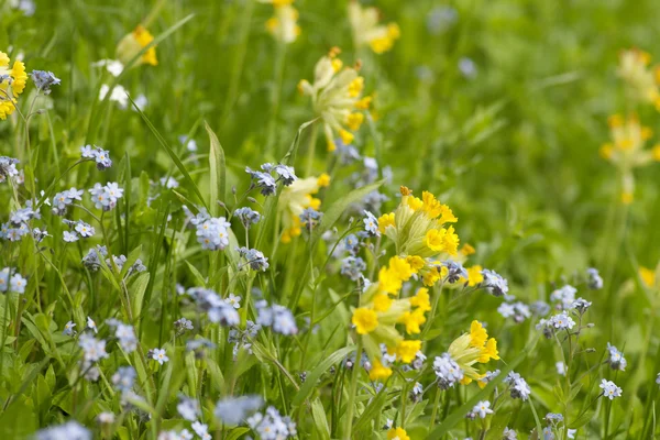 Forget-me-not and Cowslip — Stock Photo, Image