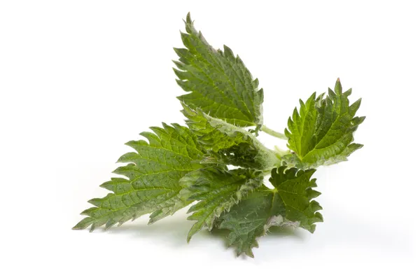 Taze bahar nettles — Stok fotoğraf