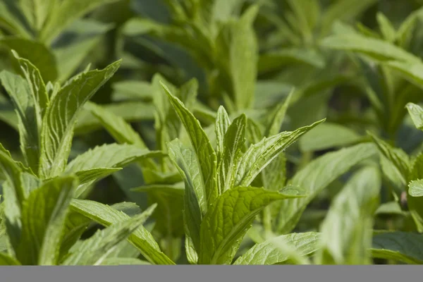 Tuin pepermunt plant — Stockfoto