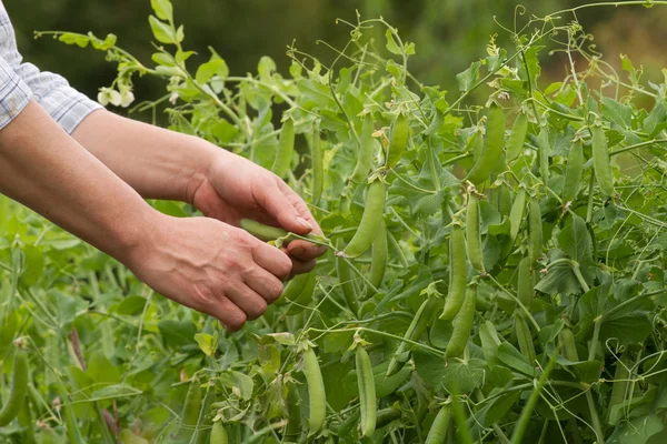 Harvesting Pea pods