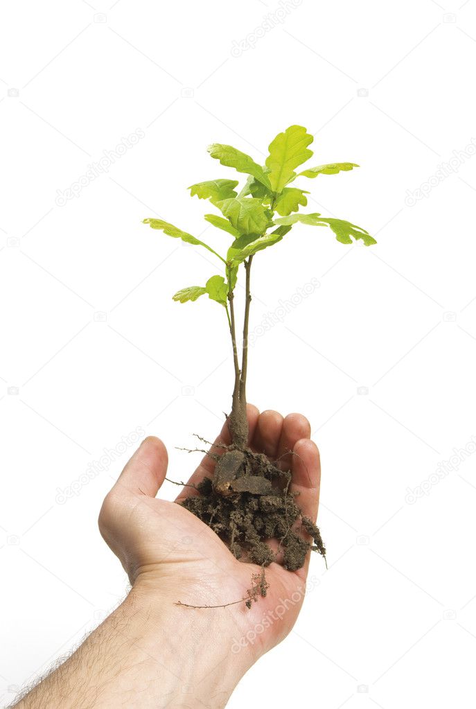 Hand holding oak tree