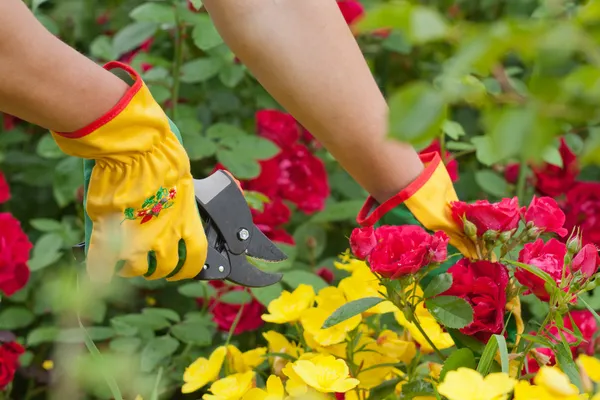 Gärtner schneidet Rose — Stockfoto