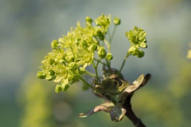 akçaağaç tomurcukları makro