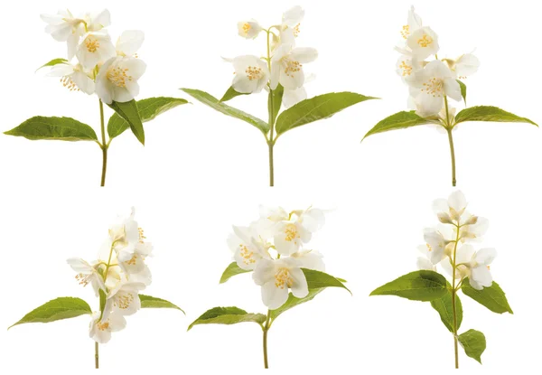 Blommande jasmin — Stockfoto