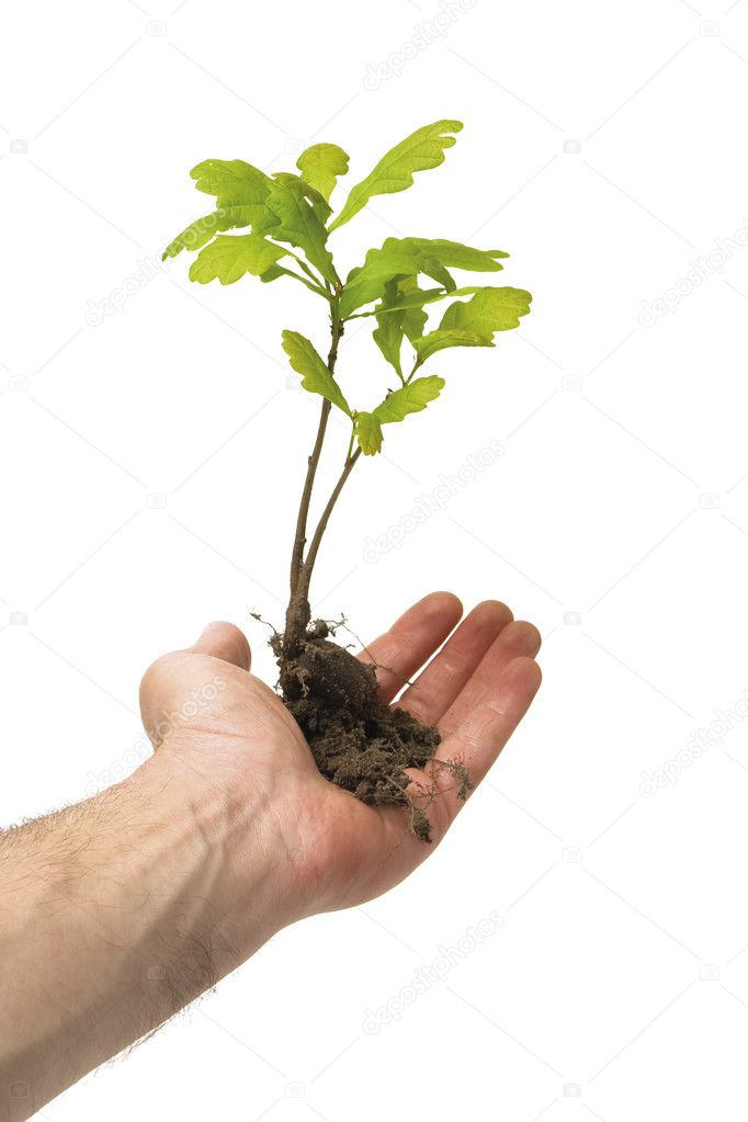 oak tree in hand
