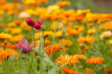 Gelincikler ve kadife çiçeği