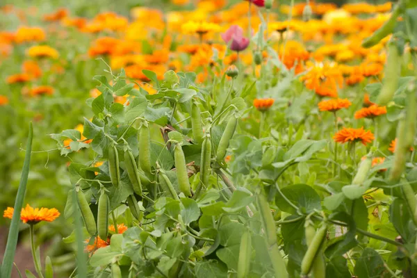 Piante di piselli e Calendula — Foto Stock