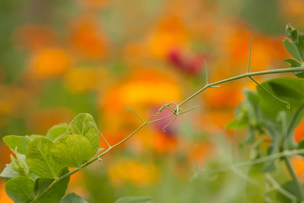 Bezelye dalları — Stok fotoğraf