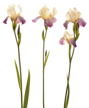 Purple and yellow Iris clipart