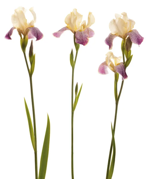 Lila och gul iris — Stockfoto