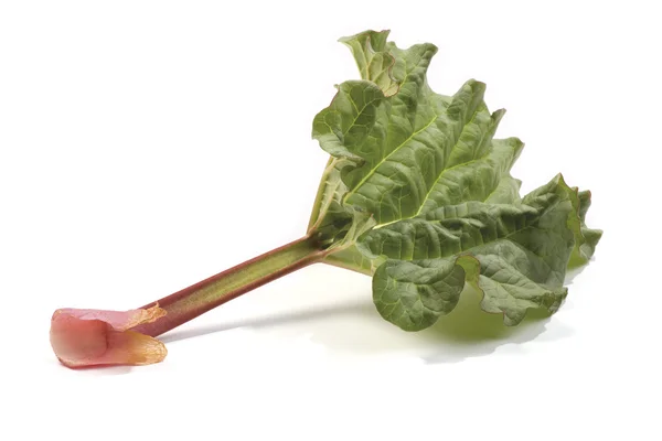 Rhubarb stem with leaves — Stock Photo, Image