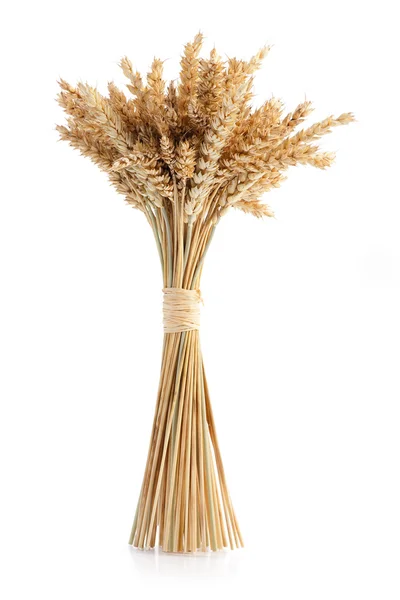 Sheaf of ripe wheat — Stock Photo, Image