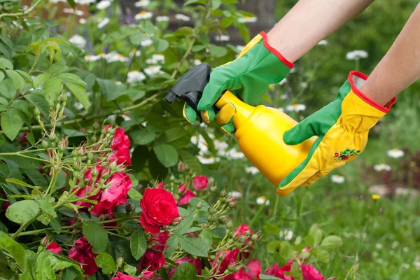 Pulverizando as rosas — Fotografia de Stock