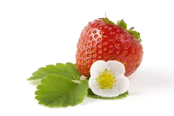 Strawberry fruit — Stock Photo, Image