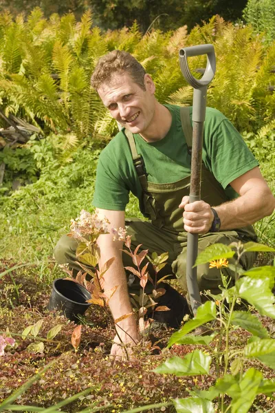 Transplanteren planten en bloemen — Stockfoto