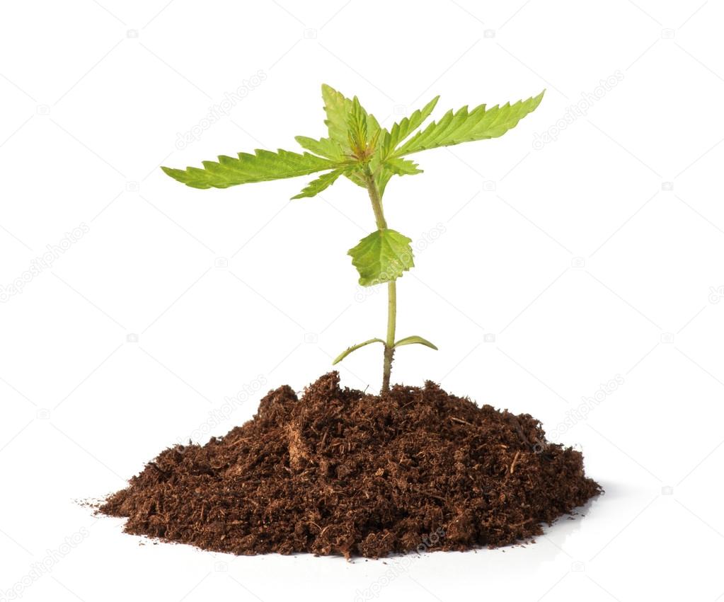 Small hemp sprout growing Stock Photo by ©AndrisTkacenko 21973839