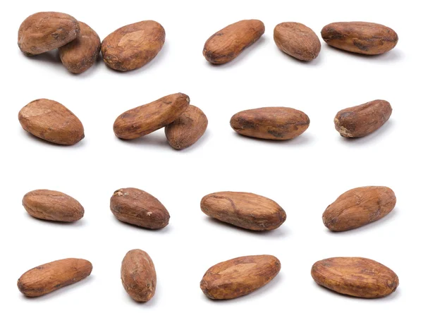 Variety of cocoa beans — Stock Photo, Image