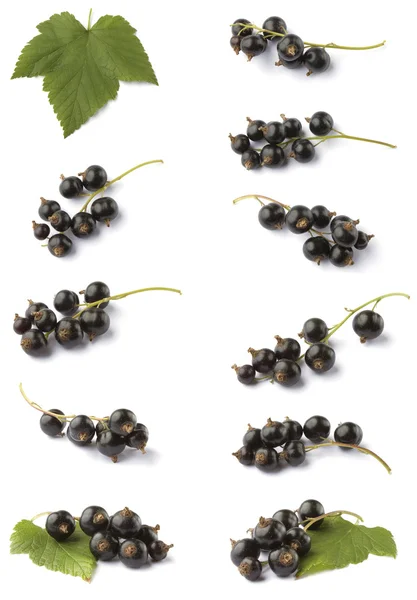 Various blackcurrant — Stock Photo, Image