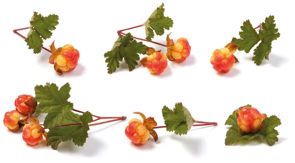 Çeşitli cloudberries — Stok fotoğraf