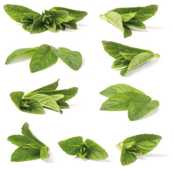 Varie menta piperita verde — Foto Stock