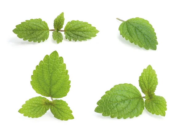 Various Lemon balm — Stock Photo, Image