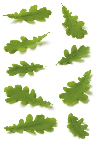 Various Oak leaves — Stock Photo, Image