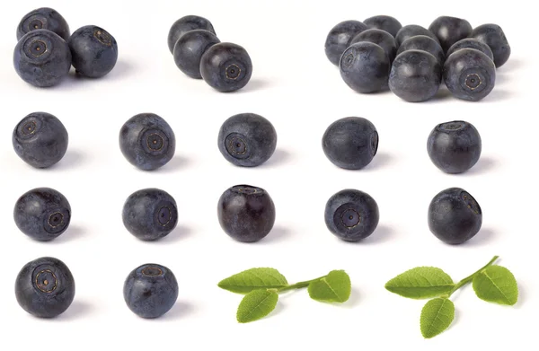 Various wild blueberries — Stock Photo, Image