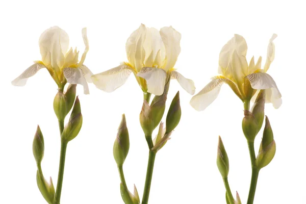 White Iris — Stock Photo, Image