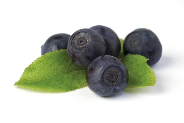 Wild blueberries on white — Stock Photo, Image