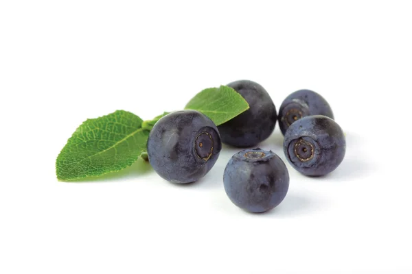 野生蓝莓 — 图库照片