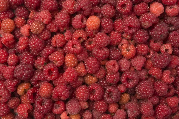 Wild raspberries background — Stock Photo, Image