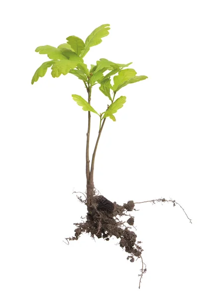 Young oak tree — Stock Photo, Image