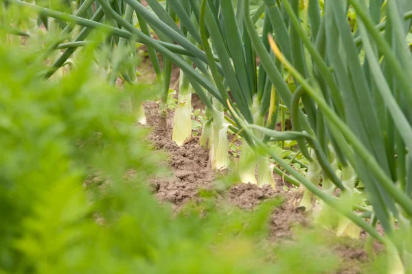 Onions in garden — Stock Photo, Image