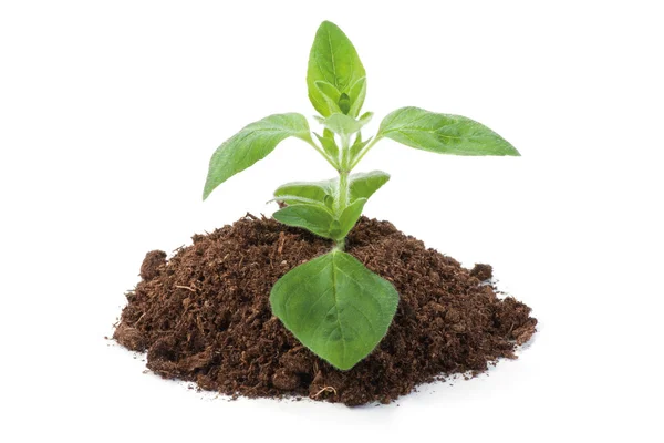 Oregano sprout growing — Stock Photo, Image