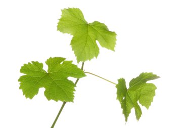 üzüm bitki yaprakları ile