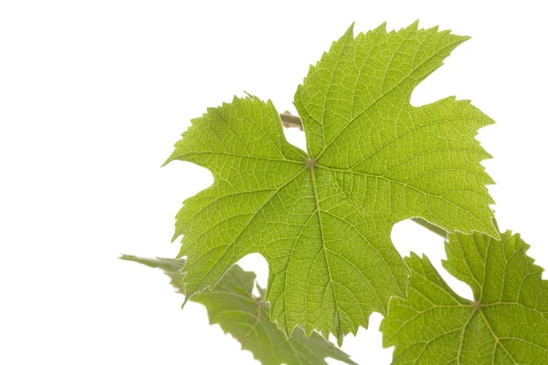 Plantas de uva con hojas — Foto de Stock