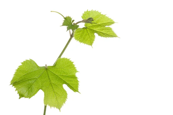 Plantas de uva con hojas — Foto de Stock