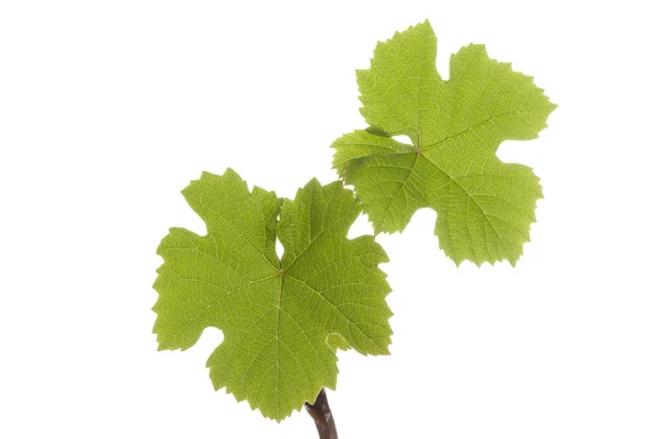 Grape plants with leaves — Stock Photo, Image