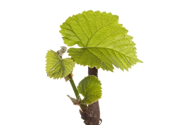 Plantas de uva con hojas — Foto de Stock