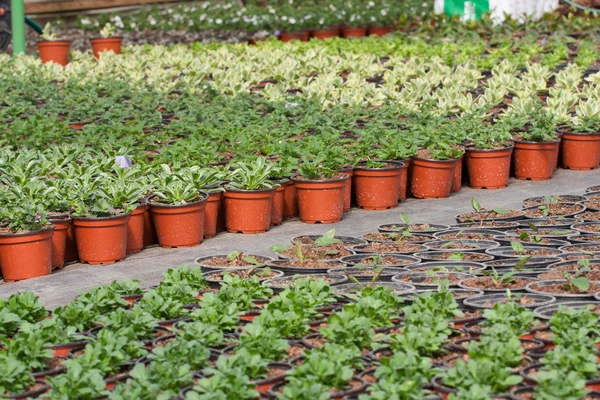 Üvegházhatást okozó növények edényben — Stock Fotó