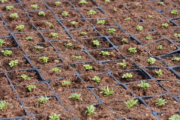 Greenhouse Plants in pots — Stock Photo, Image