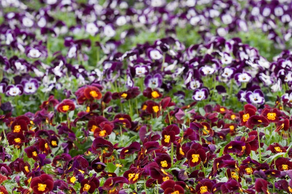Pansies flower — Stock Photo, Image