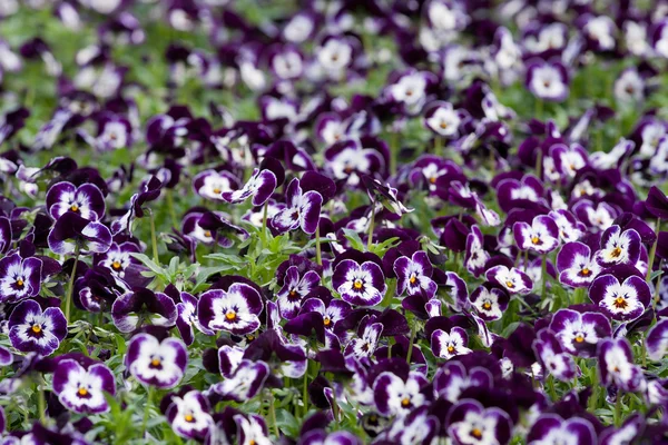 Pensé plantskola krukor — Stockfoto