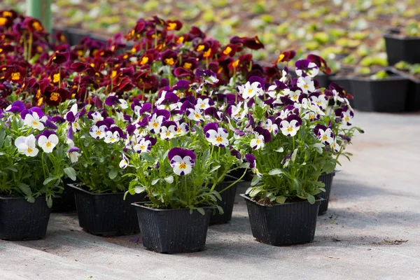 Pansy nursery pots — Stock Photo, Image