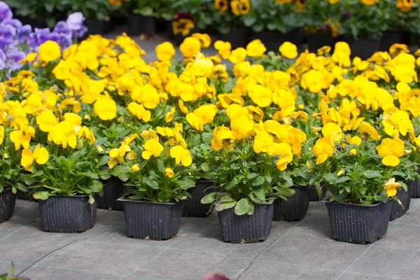 Pansy nursery pots — Stock Photo, Image