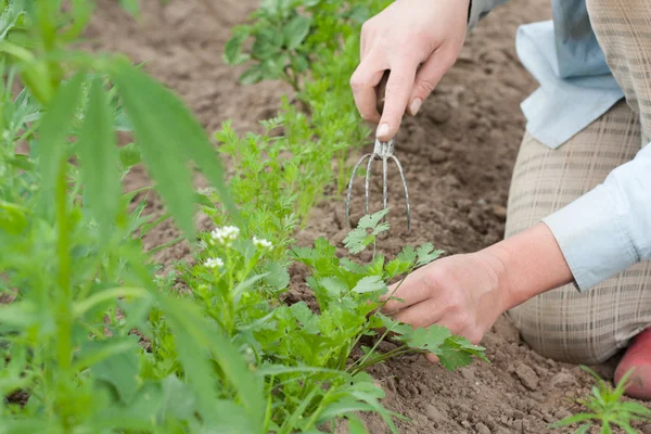 Pulling the weeds — Stock Photo, Image